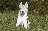 SIBERIAN HUSKY 898